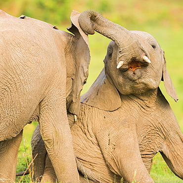 Elephant calves playing in the Masai Mara, Kenya, East Africa, Africa