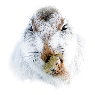 Mountain hare portrait (Lepus timidus) in winter snow, Scottish Highlands, Scotland, United Kingdom, Europe