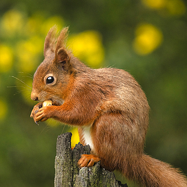 Red Squirrel, County Laois, Leinster, Republic of Ireland, Europe