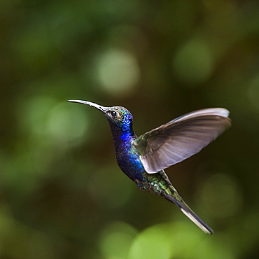 Hummingbird in the Monteverde Cloud Forest, Puntarenas Province, Costa Rica, Central America