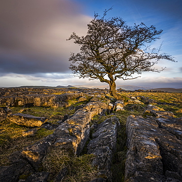 A lone weathered tree in amongst the limestone pavement of the Yorkshire Dales National Park, Yorkshire, England, United Kingdom, Europe