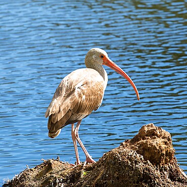 Juvenile American white ibis (Eudocimus albus), standing beside lake, Fort Lauderdale, Florida, United States of America, North America