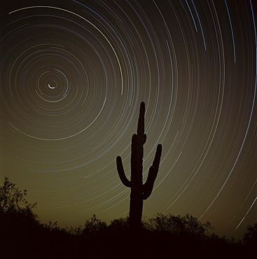 Star tracing over cacti, tracing stars as they move round North Star, Tucson, Arizona, United States of America (U.S.A.), North America