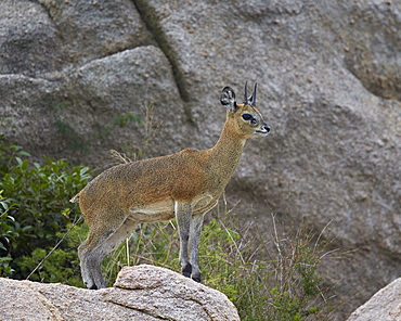 Klipspringer (Oreotragus oreotragus) male, Kruger National Park, South Africa, Africa