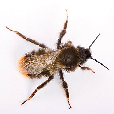 red-tailed bumble bee - (Bombus lapidarius)