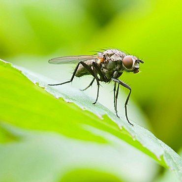 housefly (Musca domestica)