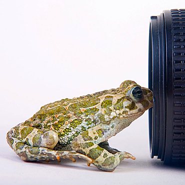 European green toad (Bufo viridis) in front of a camara