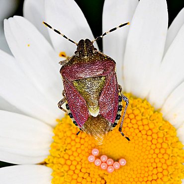 Pentatoma rufipes