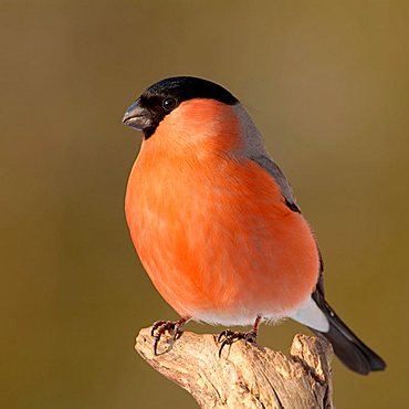 Eurasian Bullfinch (Pyrrhula pyrrhula), Schwaz, Tyrol, Austria, Europe