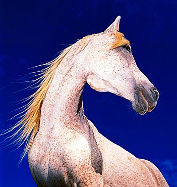 A white horse in side view