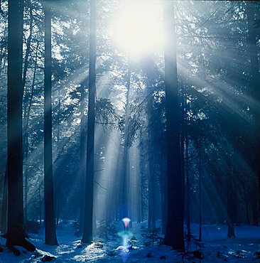 sunbeam in misty spruce forest Germany