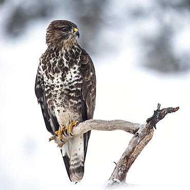 Steppe buzzard (Buteo buteo) sits on branch in winter, Tyrol, Austria, Europe