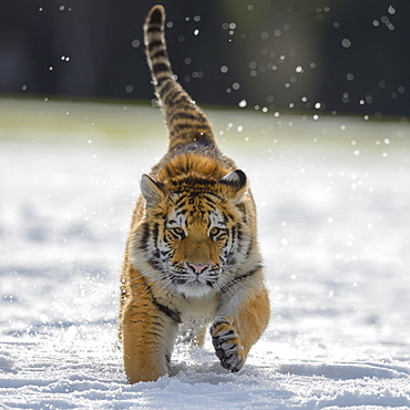 Siberian tiger (Panthera tigris altaica) juvenile running in snow, captive, Moravia, Czech Republic, Europe