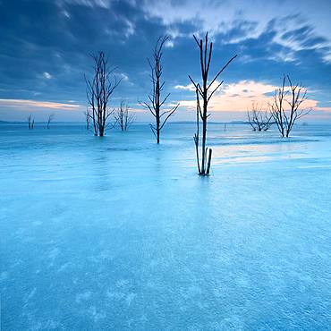 Frozen Lake Geiseltal with dead trees in winter, Muecheln, Saxony-Anhalt, Germany, Europe