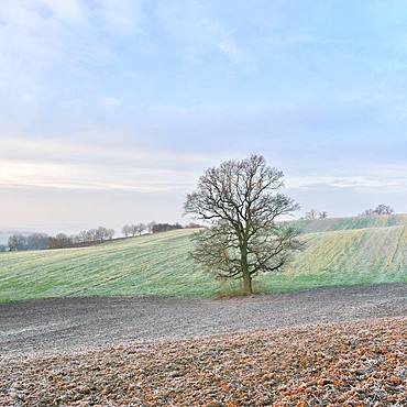 Solitary bare Oak (Quercus), harvested fields with hoarfrost, Burgenlandkreis, Saxony-Anhalt, Germany, Europe