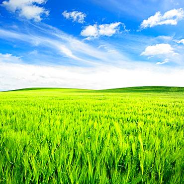 Green field with fair weather clouds, hilly landscape with barley field in spring, Saalekreis, Saxony-Anhalt, Germany, Europe