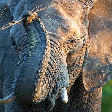 African elephant (Loxodonta africana) raises trunk and grabs branch, portrait, Klaserie Nature Reserve, South Africa, Africa