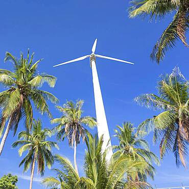 Wind turbine surrounded by palm trees, Koh Tao, Thailand, Asia