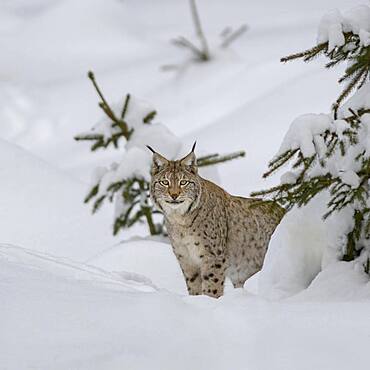 Eurasian lynx (Lynx lynx), in winter forest, Sumava National Park, Bohemian Forest, Czech Republic, Europe