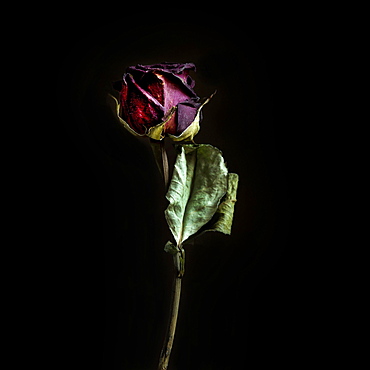 Faded rose flower, France, Europe