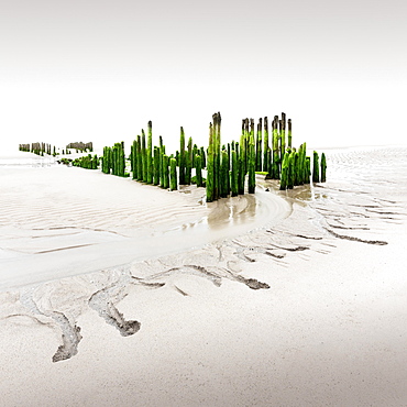 Groynes in the fog at the beach of Rantum, Sylt