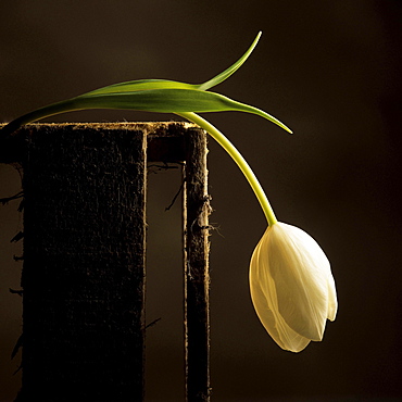 White tulip on a wooden crate