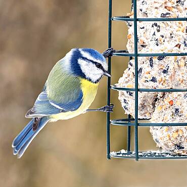 Blue tit (Parus caeruleus), at feeding site, Tyrol, Austria, Europe