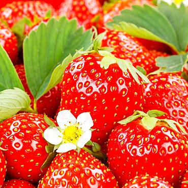 Strawberries berries fruits strawberry berry fruit with flowers and leaves square, Germany, Europe