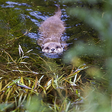 Oriental small clawed otter (Aonyx cinerea), captive, Germany, Europe