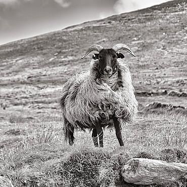 Domestic sheep (Ovis aries) standing in a meadow on Mount Slievemore, Acaill, Achill Island, Mayo, Ireland, Europe