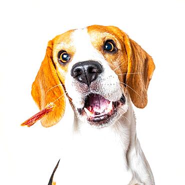 Beautiful beagle dog isolated on white background, Studio shoot, looking up, headshoot portrait