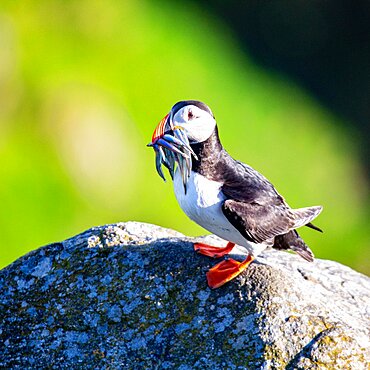 Puffin (Fratercula arctica), with fish in beak, standing on rocks, Runde Island, Norway, Europe