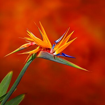 Flowering strelitzia (Strelitzia reginae)