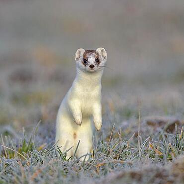 Stoat (Mustela erminea), in a meadow with hoarfrost, making male, changing coat from summer to winter coat, biosphere reserve, Swabian Alb, Baden-Wuerttemberg, Germany, Europe