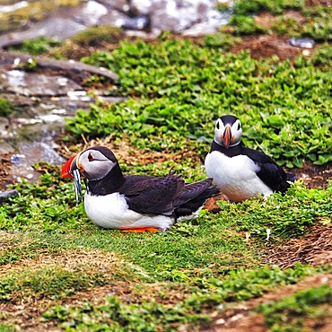 Puffin (Fratercula arctica), Puffin, sandeels (AmmodytidaeI) in bill, Staple Island, Farne Islands Nature Reserve, Farne Islands, Northumberland, England, United Kingdom, Europe