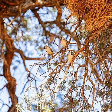 Weavers (Ploceidae), Sossusvlei, Namibia, Africa