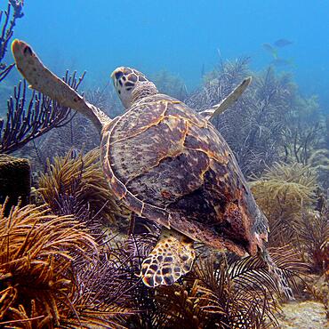 Hawksbill turtle (Eretmochelys imbricata imbricata), John Pennekamp Coral Reef State Park dive site, Key Largo, Florida Keys, Florida, USA, North America