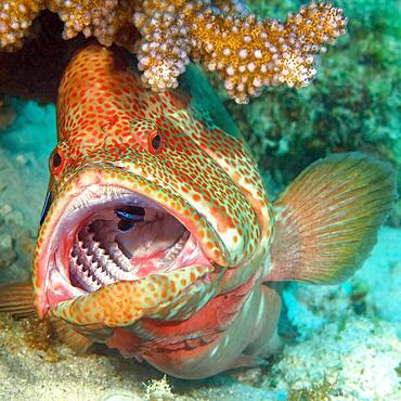 Symbiotic behaviour Symbiosis of jewel perch vermillion seabass (Cephalopholis miniata) lies at cleaning stationwith mouth wide open showing teeth rows of teeth motionless in coral reef lets cleaner wrasse bluestreak cleaner wrasse (Labroides dimidiatus) rid itself of parasites, Indian Ocean, Mascarene Islands, Mauritius, Africa