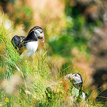 Atlantic Puffin (Fratercula arctica) in habitat