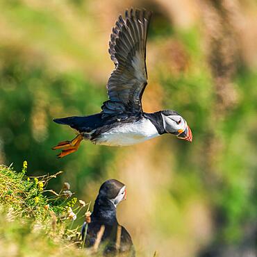 Atlantic Puffin (Fratercula arctica) in flight