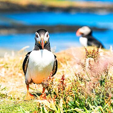 Atlantic Puffin (Fratercula arctica) in habitat