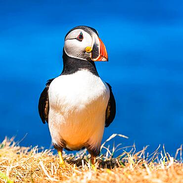 Atlantic Puffin (Fratercula arctica) in habitat