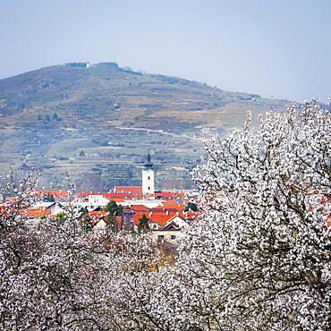 Apricot bloom at Mautern in Austria