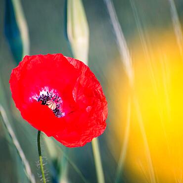 Poppy flower in a meadow