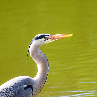 Close-up, head shot of a Great Blue Heron