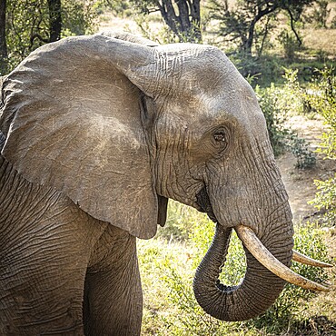African elephant (Loxodonta africana) drinking, portrait, Manyeleti Game Reserve, South Africa, Africa