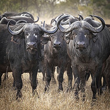Three african buffalo (Syncerus caffer), portrait, Balule Plains, South Africa, Africa