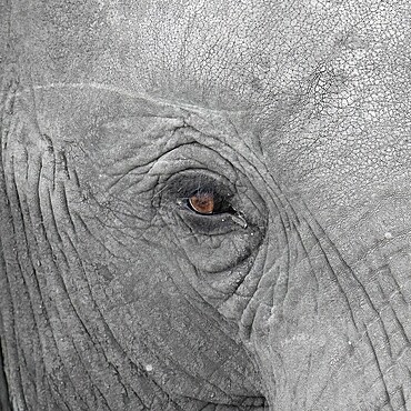 Elephantidae, detail, Kruger National Park, South Africa