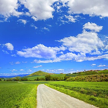 Cereal fields by The Way of Saint James in Castilla near Burgos