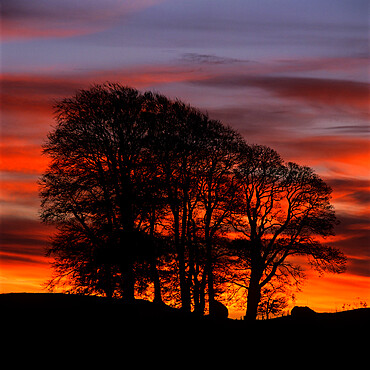 Clump of trees at sunrise, Avebury, Wiltshire, England, United Kingdom, Europe